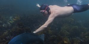 A swimmer at Clovelly dives to meet a blue groper in September 2023.