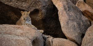 Rare terrain … leopard-watching tour.