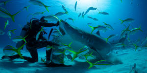 Diver Neal Watson took surfer Mick Fanning swimming with tiger sharks in the Bahamas for the documentary Save This Shark.