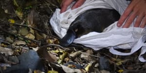 Brisbane's platypuses could vanish before we even knew they were there