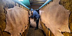 Ross Greenhalgh nailing hides to drying racks.