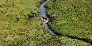 Aerial shooting of feral horses approved by NSW government