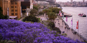 Win a jacaranda tree with your purple prose