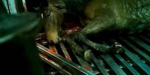 A slaughtered racehorse in the 7.30 expose. 