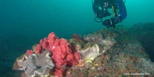 UQ divers found more coral off Mooloolaba when they went and looked.