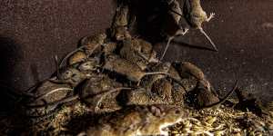 Mice in plague proportions cost farmers tens of thousands of dollars.