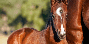 What The Everest stars looked like as foals – and why the favourite was hidden behind a hedge
