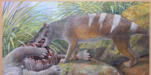 Artist’s reconstruction of Badjcinus timfaulkneri,a newly discovered relative of the Tasmanian tiger,scavenging on the carcass of a prehistoric wombat.