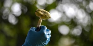 Two dead,two in hospital after eating poisonous mushrooms in Gippsland
