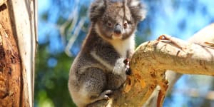 Great Ocean Road:An exciting new Australian wildlife experience