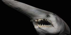 A goblin shark,with teeth that snatch squid and octopus and its snout covered in sensors for hunting in the dark.