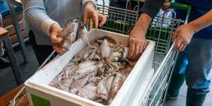 A delivery of fresh squid at Mythos restaurant.