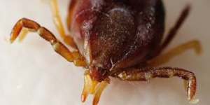 The Ixodes holocyclus,commonly known as a paralysis tick,increases in number when the weather warms up.