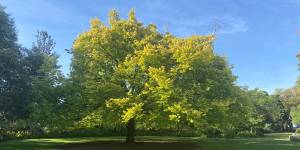The golden elm at Williamstown Botanic Gardens.