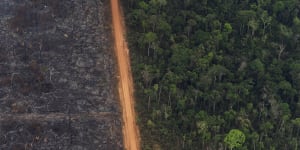 Illegal logger shot dead in northern Brazil raid