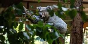 Visit a koala at the Wildlife Sanctuary in Knockrow.