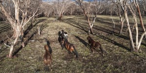 Running wild:feral horses on Long Plain in the Kosciusko National Park.