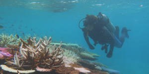 Video from divers,anglers to be used for biggest Barrier Reef snapshot
