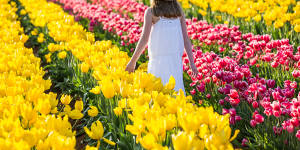 Spring in the air:the Tesselaar Tulip Festival.
