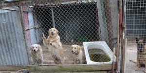 Councils say ‘weak laws’ make NSW a haven for substandard puppy farms