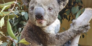 A rescued koala injured at the Kangaroo Island Wildlife Park.