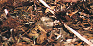 Scientists fear the long-footed Potoroo may be extinct in the wild due to the fires ravaging Australia's south-east coast.