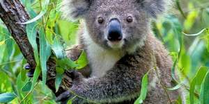 A local planning panel has been accused of failing to consider koala habitat in approving a major residential development in Sydney's south-west.