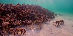 Giant spider crabs are a charismatic species living in Port Phillip Bay.