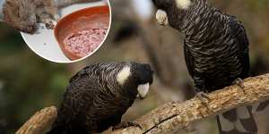 Fresh call for rodent bait ban in WA after black cockatoo’s death