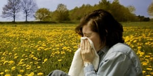 'Pollen forecast'in development to warn when hay fever will strike