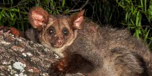 Endangered greater glider found dead next to department’s felling site