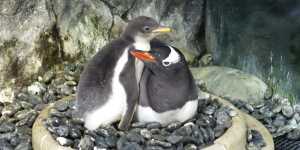 RIP Sphen,one half of Sydney’s celebrated gay penguin couple