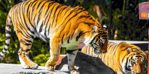 Burning bright:Tigers at Tiger Island,Dreamworld,on the Gold Coast.