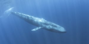 Shy,reclusive and now quiet:Why we might not hear whales this season