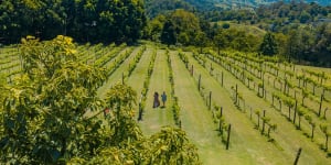 Queensland's Vine and Shine Trail:Why you should head to the Sunshine State for wine