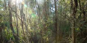Yellingbo Nature Conservation Area,home to the last remaining wild population of lowland Leadbeater’s possums.