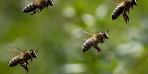 Bees revealed as Australia’s most dangerous venomous creature