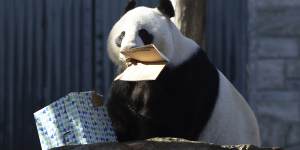 Li said China would provide a new pair of “beautiful,lovely and adorable pandas” as soon as possible.