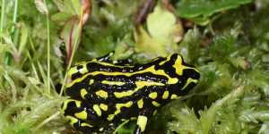 The Northern Corroboree Frog which the scientists say is threatened by brumbies.