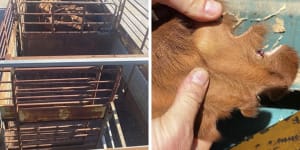 Cops crack down on ‘established network’ of cattle crooks in WA’s north