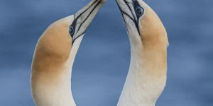 Gannets rely on a healthy,fish-rich sea,for their existence.