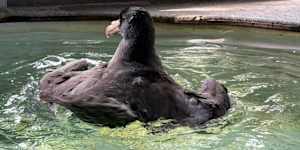 A northern giant petrel rescued at Coolum on the Sunshine Coast in June and brought to Twinnies Pelican and Seabird Rescue for care. It tested negative for bird flu in early July. 