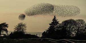 Clever birds and killer bots:What to know about swarm intelligence