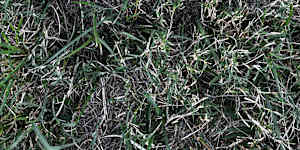 A photo taken by a resident of a nest believed to contain fire ants at Musgrave Park in South Brisbane.