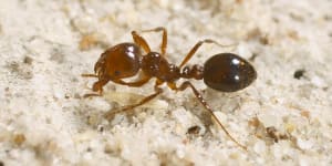 Australia ‘running out of time’ to eradicate fire ants,experts warn