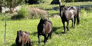 Anna’s horses in happier times. From left:Ponies Midnight (9 hands) and Joey (13 hands) and horse Willis (15 hands). 