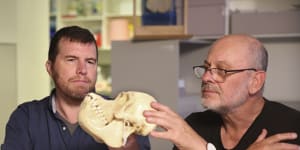 ‘Remarkable Australian story’:Tiny Jurassic teeth rewrite history of mammals