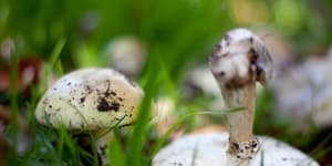 Warning not to eat wild mushrooms after spike in poisonings in NSW