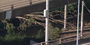 Sydney light rail line knocked out by fallen tree