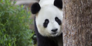 Photo Credit:Dave Mattner,Adelaide Zoo Adelaide Zoo pandas Giant Panda Funi